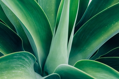 Agave leaf texture background