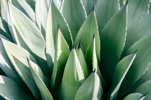 Agave parryi closeup - Australian Stock Image