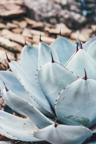 Agave parryi closeup - Australian Stock Image