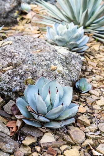 Agave parryi closeup - Australian Stock Image