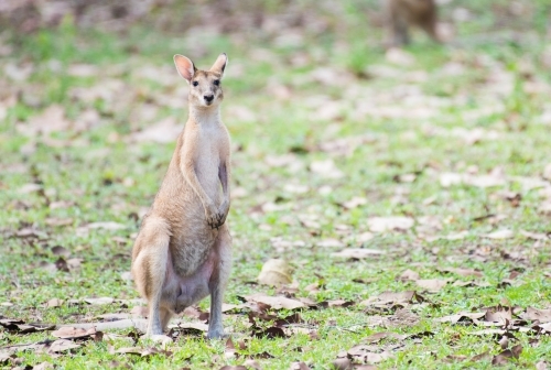 Agile wallaby standing alert in the wild - Australian Stock Image