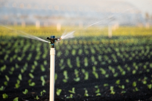 Agricultural sprinkler operating over small rows of plants. Gatton, Queensland - Australian Stock Image