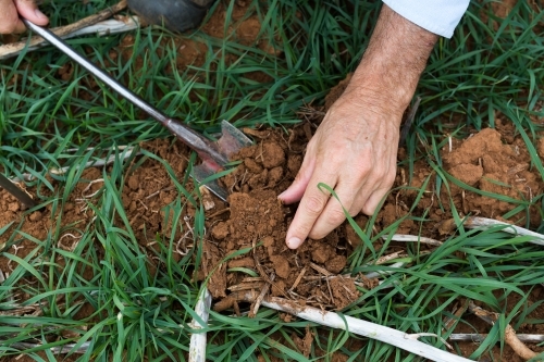 Agronomists hand digging soil and young wheat plants - Australian Stock Image