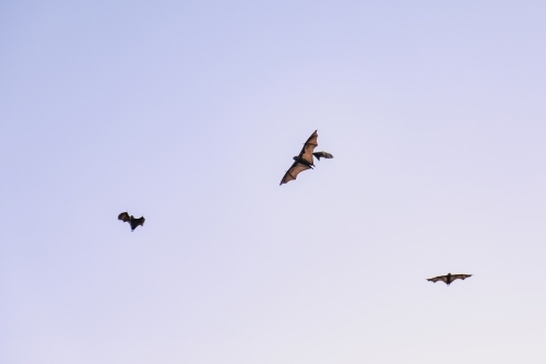 Airborne flying foxes filling a bright blue sky - Australian Stock Image