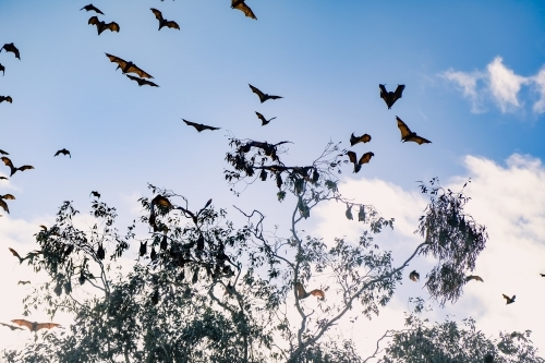 Airborne flying foxes filling a bright blue sky - Australian Stock Image