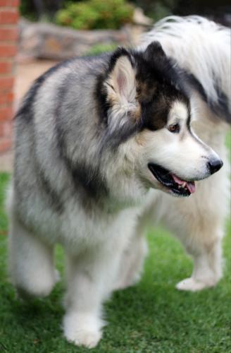 Alaskan Malamute - Australian Stock Image