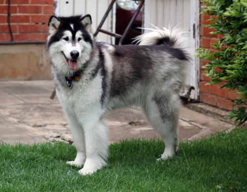 Alaskan Malamute - Australian Stock Image