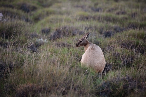 Alert male kangaroo in spinifex - Australian Stock Image