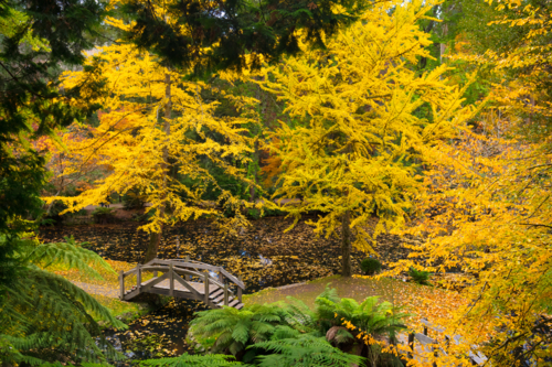 Alfred Nicholas Memorial Gardens on autumn day in the Dandenongs, Victoria, Australia - Australian Stock Image