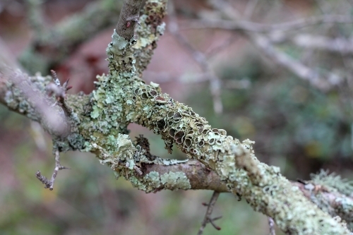 Algae on tree branch