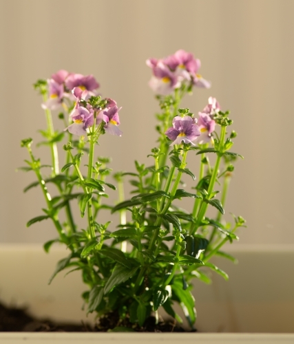 Allegheny monkey-flowers,  pretty pink flowers against beige wall - Australian Stock Image