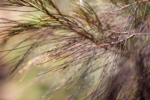 allocasuarina leaves - Australian Stock Image