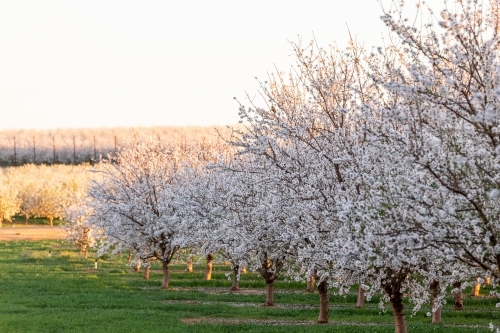 Almond Blossom - Australian Stock Image
