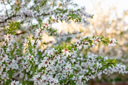 Almond Blossom - Australian Stock Image
