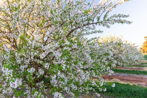 Almond Blossom - Australian Stock Image