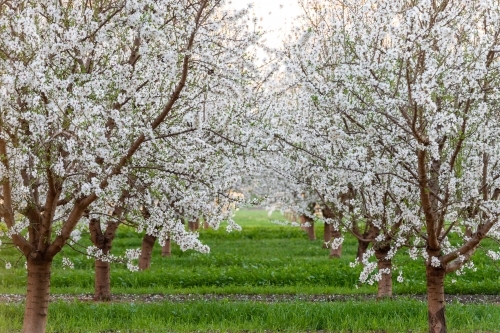 Almond Blossom on trees in orchard - Australian Stock Image