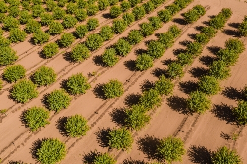 almond farm - Australian Stock Image