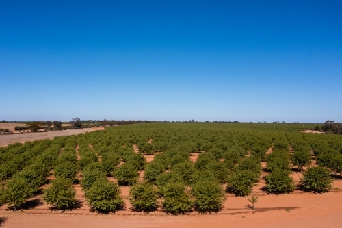 almond orchard - Australian Stock Image