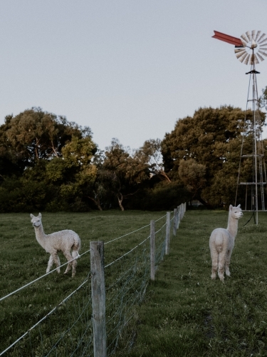 alpacas standing in a grassy field by windmill - Australian Stock Image