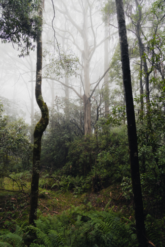 Alpine forest environment in the mist - Australian Stock Image