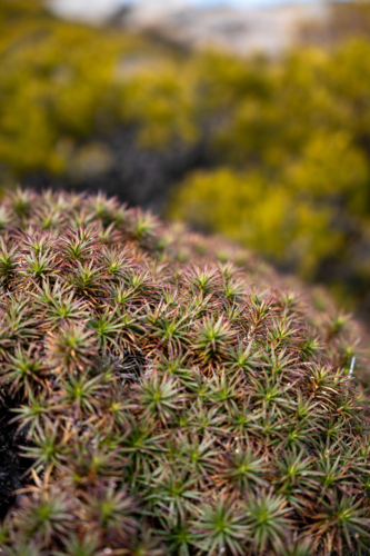 Alpine Plants from Tasmania's mountains - Australian Stock Image