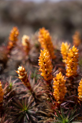 Alpine Plants from Tasmania's mountains - Australian Stock Image