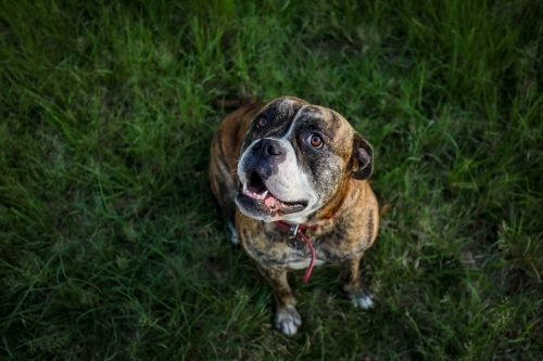 American Bulldog on lush green grass looking up - Australian Stock Image