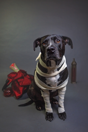 American Stafford dressing up as a mummy - Australian Stock Image