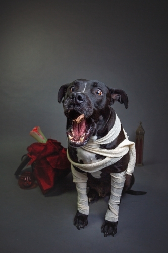 American Stafford dressing up as a mummy - Australian Stock Image