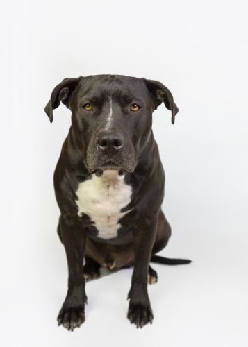 American stafford on white studio background - Australian Stock Image