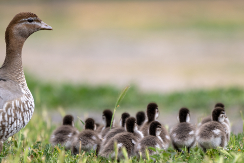 An adult Australian wood duck stands watch over a group of ducklings on grassy ground - Australian Stock Image