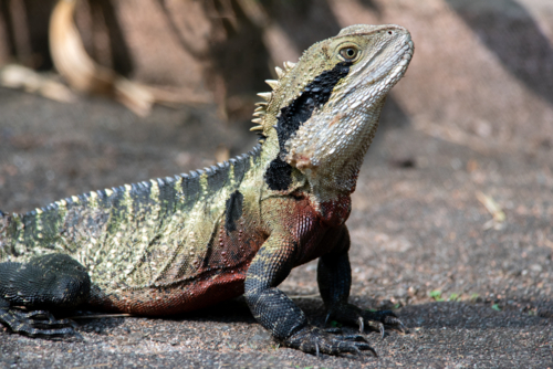 An adult Eastern Water Dragon - Australian Stock Image
