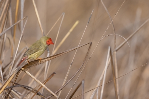 An adult male star finch perched on a blade of dry grass - Australian Stock Image