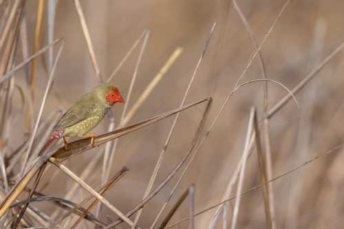 An adult male star finch perched on a blade of dry grass