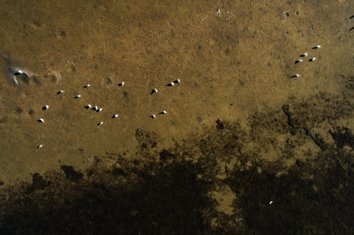 An aerial view of birds resting on a shallow river bed