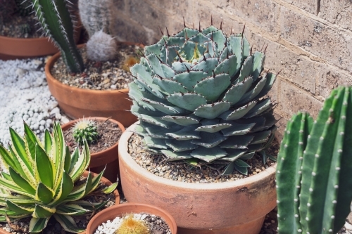 an agave potatorum growing in a pot - Australian Stock Image