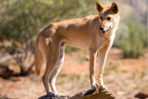 An alert wild dingo standing on top of a hollow tree log near Alice Springs - Australian Stock Image