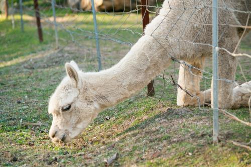 An alpaca reaching through a fence to graze - Australian Stock Image