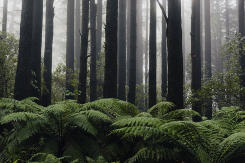 an Alpine forest of tall trees and a green foreground of damp ferns in the mist - Australian Stock Image