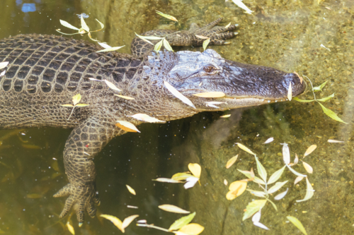 An American Alligator in a zoo in Australia - Australian Stock Image