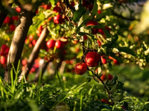 An apple tree loaded with shiny red fruit - Australian Stock Image
