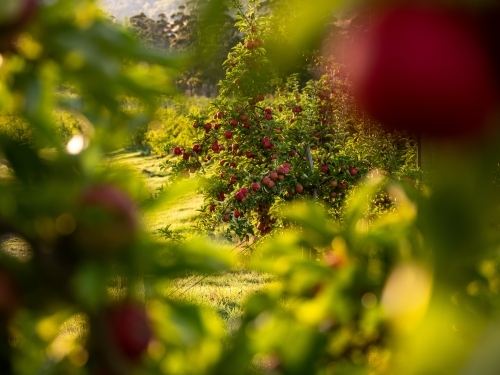 An apple tree loaded with shiny red fruit framed with green branches - Australian Stock Image
