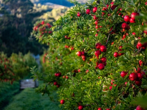 An apple tree loaded with shiny red ripe fruit - Australian Stock Image