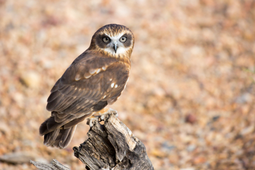 An Australian barking owl near Alice Springs, Northern Territory, Australia - Australian Stock Image