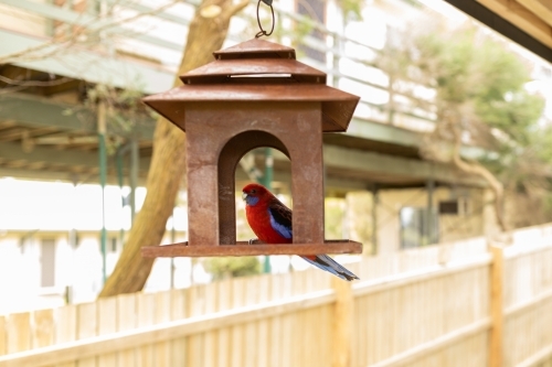 An australian crimson rosella parrot sitting on a bird feeder - Australian Stock Image