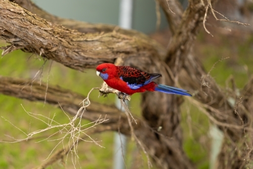 An australian crimson rosella parrot sitting on a tea tree branch