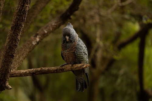An Australian female endangered gang gang cockatoo (Callocephalon fimbriatum) - Australian Stock Image