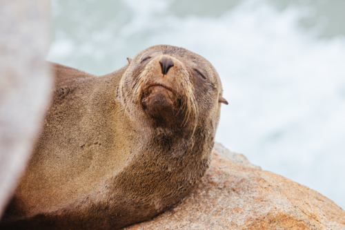 An Australian Fur Seal basks in the sun on rocks in summer near Wagonga Inlet in Narooma, NSW - Australian Stock Image
