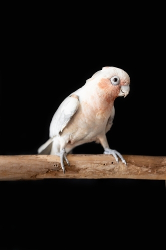 an Australian galah corella hybrid parrot on a black background - Australian Stock Image