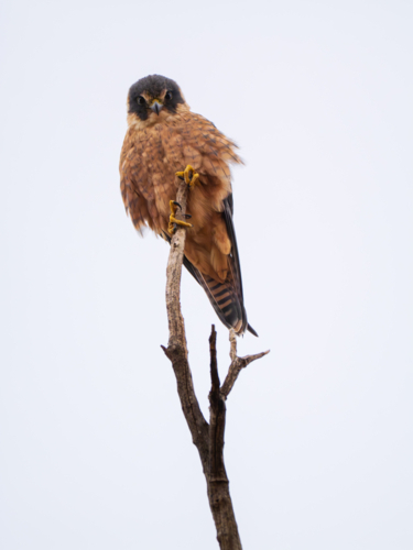 An Australian hobby perched on the top of a tree - Australian Stock Image